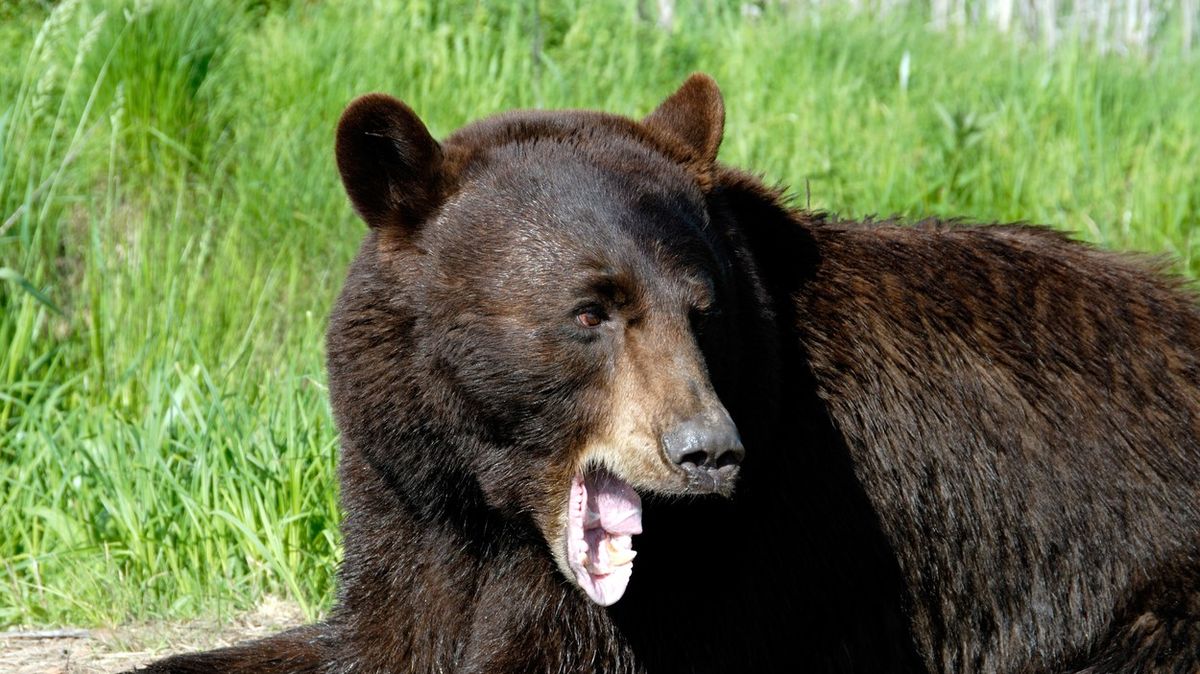 Neznámý „vtipálek“ v Yellowstonském parku obtěžuje medvědy. Vedení parku po něm pátrá